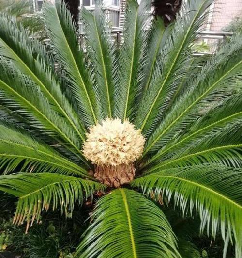 铁树开花之谜（多少年才开一次）