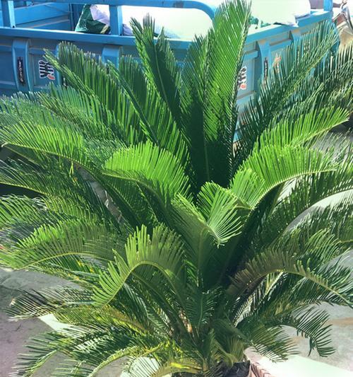 铁树的适应性与种植方法（让家门口也有铁树-城市绿化建设）