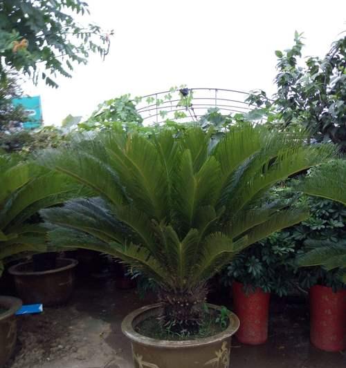 铁树的适应性与种植方法（让家门口也有铁树-城市绿化建设）