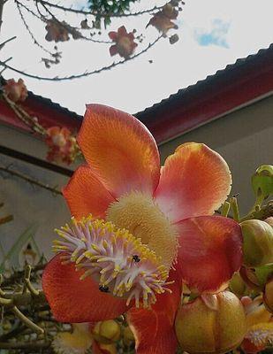 菩提开花，悟道之美（菩提开花的意义与解读）