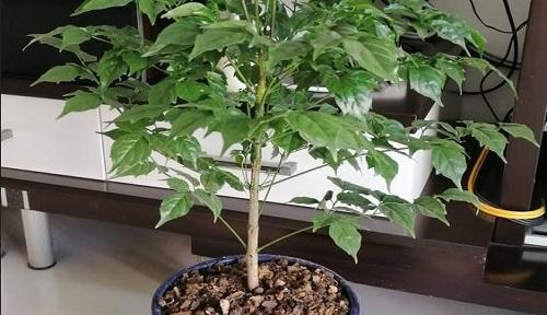 铁树到底怕冷还是怕热（科学解析铁树对温度的敏感程度）