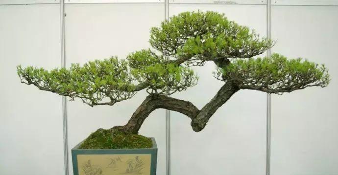 以青松代表坚强与坚韧（中国古代文化符号之一的青松及其人格特质）