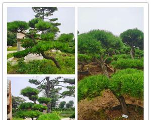 以青松代表坚强与坚韧（中国古代文化符号之一的青松及其人格特质）