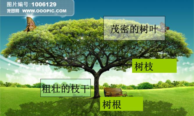 铁树分株移植时间与方法详解（掌握分株技巧）