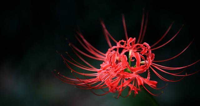 情人泪开花的寓意与兆头（爱的花朵盛放）