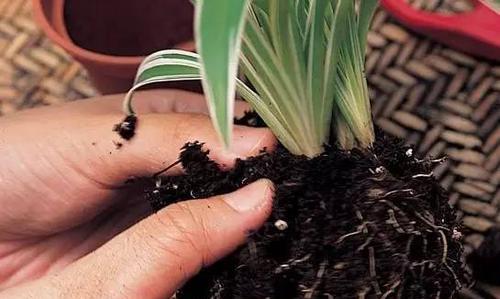 铁树分株移植时间与方法详解（掌握分株技巧）