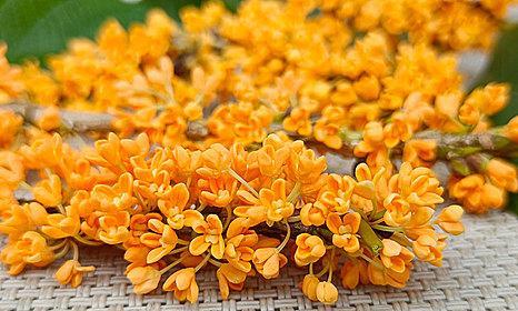 日照市花桂花的象征意义及美丽之处（桂花的花语与文化内涵）