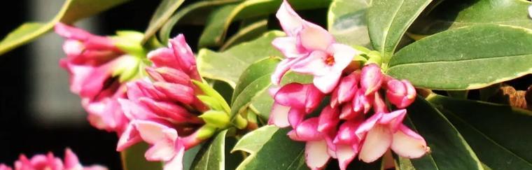 瑞香花的花语与代表意义——传递芬芳的情感（盛开花朵中的心灵寄托）