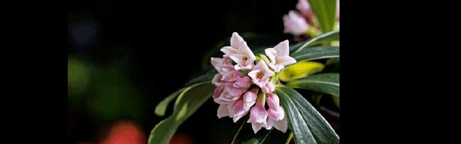 瑞香花的花语与代表意义——传递芬芳的情感（盛开花朵中的心灵寄托）
