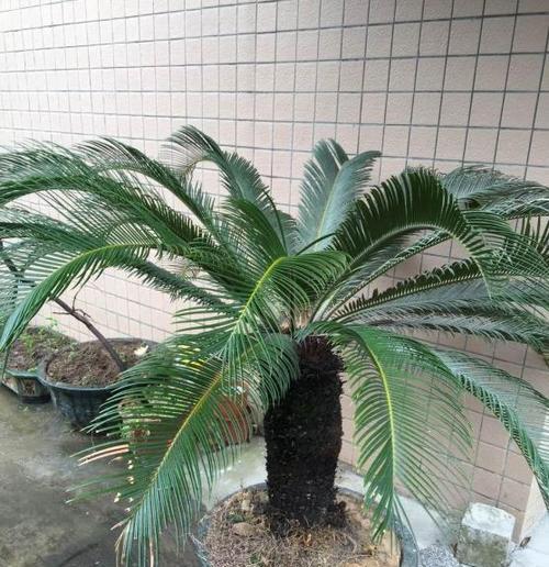 移栽铁树的最佳时间（掌握移栽技巧）