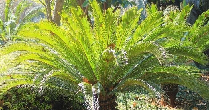 铁树是乔木还是灌木植物？——探究铁树的生长特点