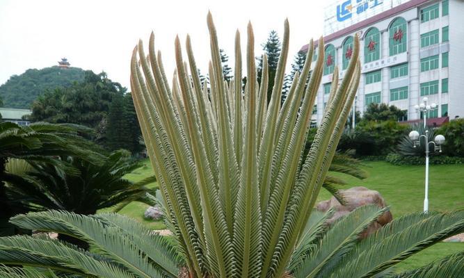 铁树是乔木还是灌木植物？——探究铁树的生长特点