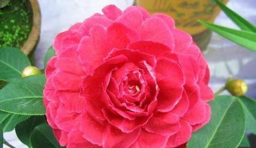 山茶花的象征意义及其美丽传承（美丽绽放的山茶花）