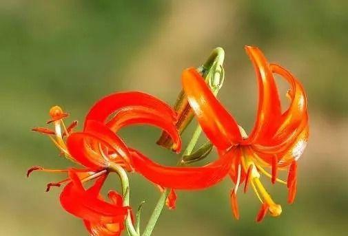 以山丹花的寓意和象征（探寻山丹花的深层意义）