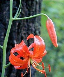 以山丹花的寓意和象征（探寻山丹花的深层意义）