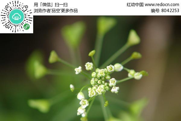 十字花科植物的主要特征（了解十字花科植物的形态特征）