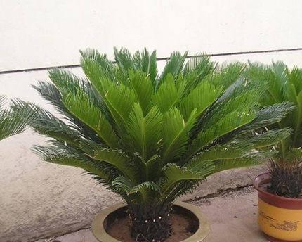 铁树属于什么植物类型（了解铁树科植物的基本特征和分类方法）