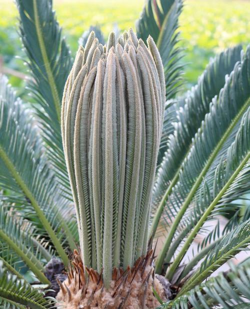 铁树属于什么植物类型（了解铁树科植物的基本特征和分类方法）