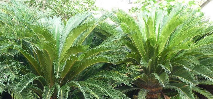 铁树属于什么植物类型（了解铁树科植物的基本特征和分类方法）