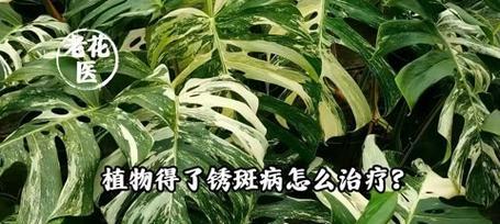 铁树炭疽病的发病机理及治疗方法（探究铁树炭疽病的成因与治疗方案）