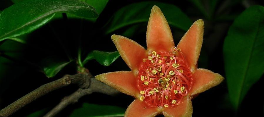 石榴花与生肖（探索石榴花在十二生肖中的寓意与意义）