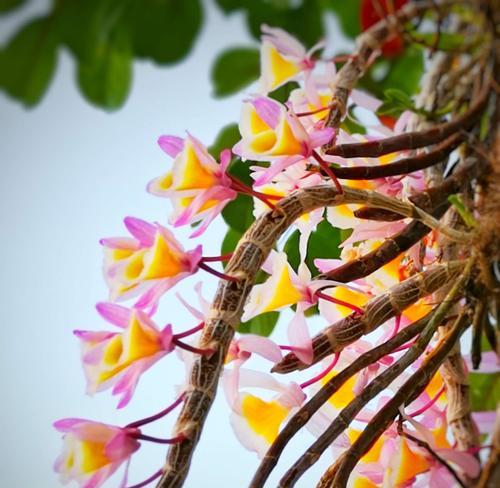 以石斛开花的寓意与兆头（探究石斛花的象征意义及其开花前兆）