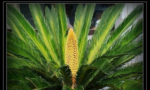 探究铁树开花之谜（探究铁树开花之谜）