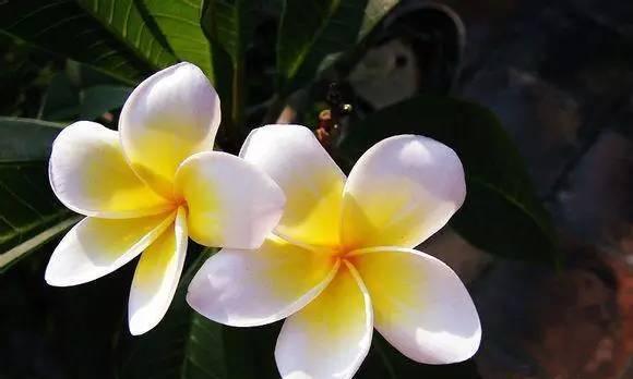 花语与爱情（以玫瑰为主的花语）