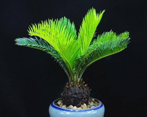 铁树养护指南（家中种几棵最好）