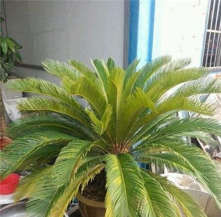 铁树叶子是否有毒（毒性成分）