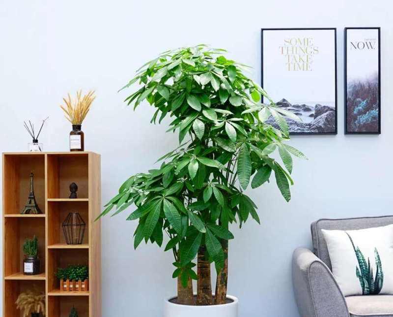 以金银花代表发财（花朵中的财富象征）