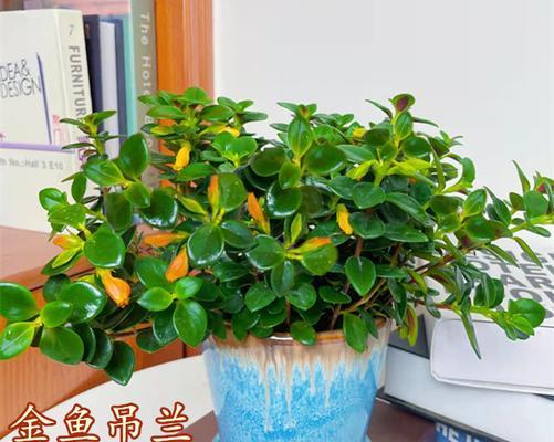 以金银花代表发财（花朵中的财富象征）
