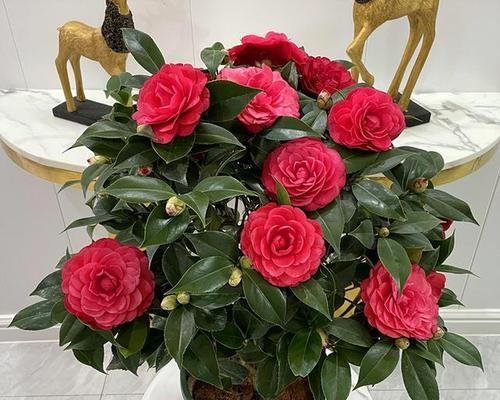 以金银花代表发财（花朵中的财富象征）