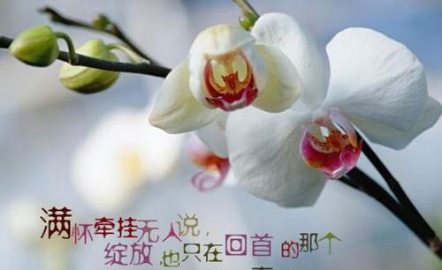挥手告别，花开放逐渐消逝（以康乃馨代表放弃的爱）