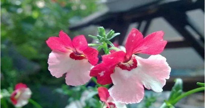 用百合花代表放弃感情——一朵花的坚强与释然（散发着爱与勇气的花语）