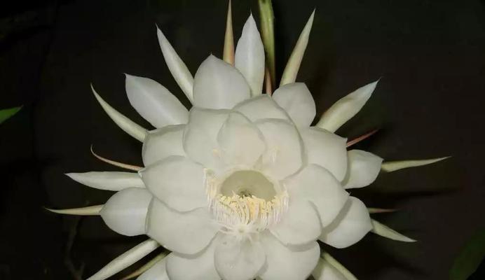 用百合花代表放弃感情——一朵花的坚强与释然（散发着爱与勇气的花语）