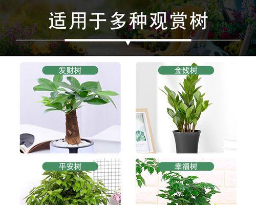 铁树种子的营养价值和食用方法（探究铁树种子的神秘面纱）