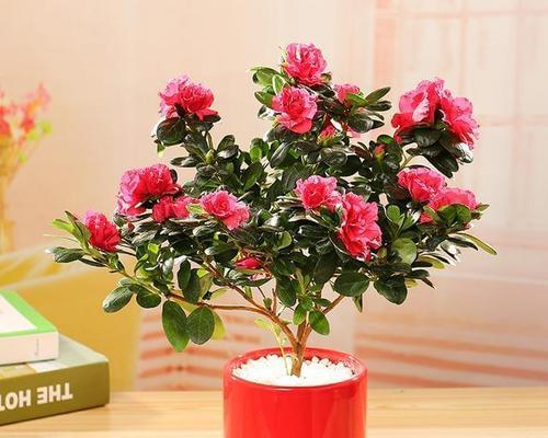 花开富贵，吉祥无边（以什么花代表富贵吉祥）