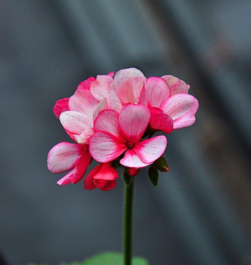 感恩的花——用鲜花表达感谢之情（感谢的花语与花束选择指南）