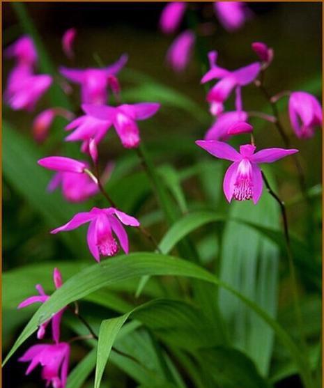 高雅之花（以花为媒）