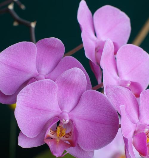 高雅之花（以花为媒）
