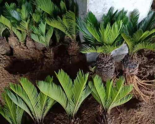 铁树籽能否种植活（解析铁树籽的生长特点和种植技巧）