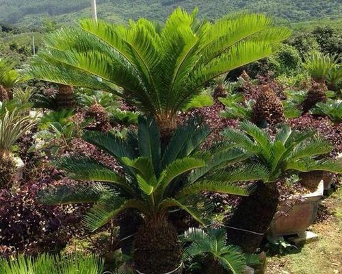 铁树籽能否种植活（解析铁树籽的生长特点和种植技巧）