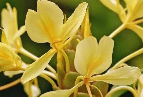 和平的象征——白色康乃馨（用白色康乃馨传递和平与宽容的力量）