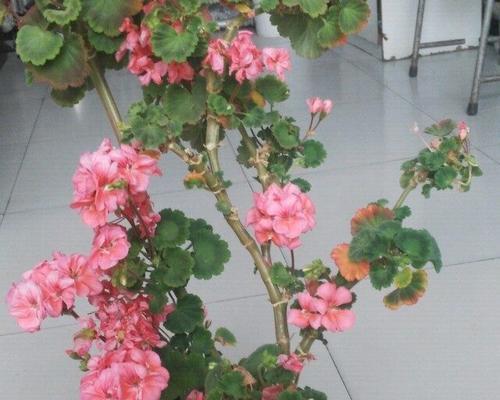 红颜知己之花语（以什么花代表红颜知己）