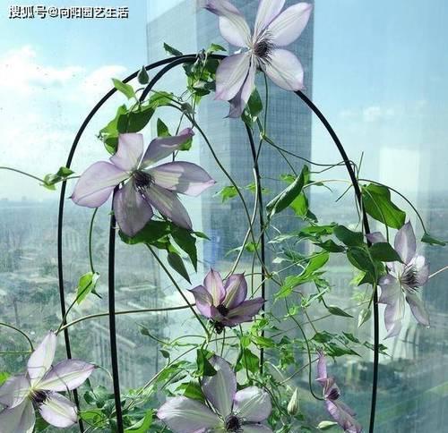 铁线莲的养殖方法和注意事项（打造美丽花园）