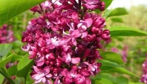 以玫瑰花代表坚强（在逆境中绽放的力量）