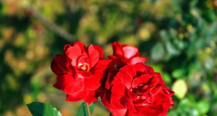 以康乃馨花代表骄傲的人（骄傲之美）