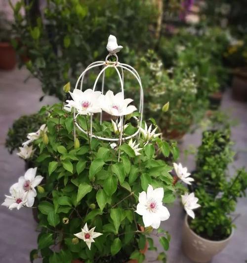 铁线莲开花时间及详细介绍（探秘铁线莲的美丽与神秘）