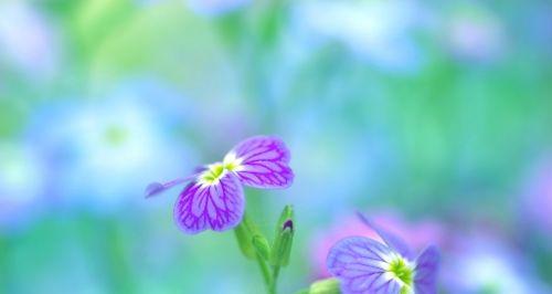 以百合花代表梦想（百合花绽放的梦想之路）